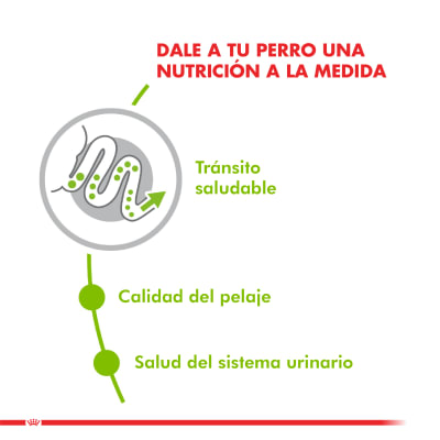 royal canin xsmall adulto