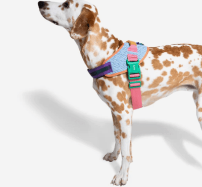 zeedog galaxy flyharness