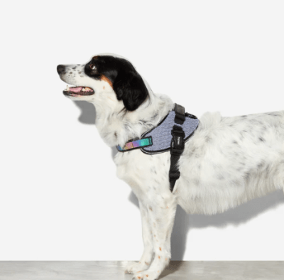 zeedog urban flyharness