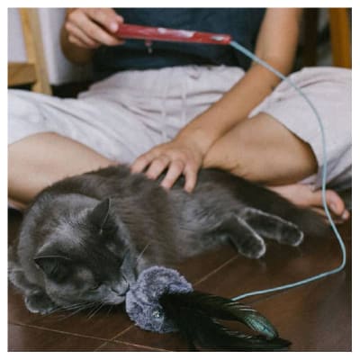 zeecat wand toy tango