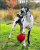 JP pelota con cuerda roja5