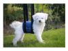 walkinpets cabestrillo de apoyo4