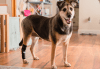 walkinpets abrazador corvejon hock hugger1