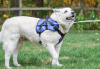 walkinpets halo perros grandes1