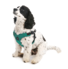 gooby arnes sport turqueza1