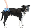 walkinpets buddy up arnes post1