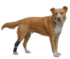 walkinpets abrazador corvejon hock hugger1