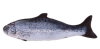 mp pez salmon c/ catnip1