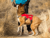 ruffwear web master L/XL2