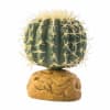 exo terra cactus barril1