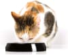 cat it plato ceramica desmontable2