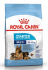 royal canin maxi starter1