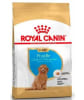 royal canin poodle junior1