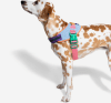 zeedog galaxy flyharness1