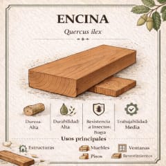 Miniatura de ENCINA CALIDAD UNICA