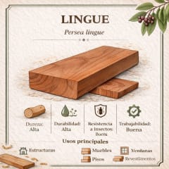 Miniatura de LINGUE