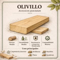 Miniatura de OLIVILLO