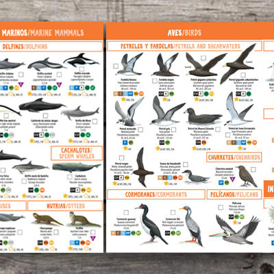 101 ANIMALES MARINOS AMENAZADOS Y PROTEGIDOS DEL SUR DE CHILE3