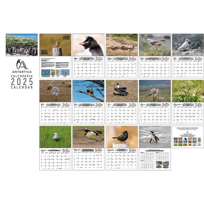 CALENDARIO ANTARTICA 2025. AVES AUSTRALES2
