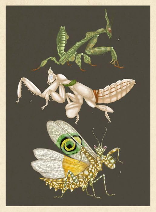 INSECTARIUM3