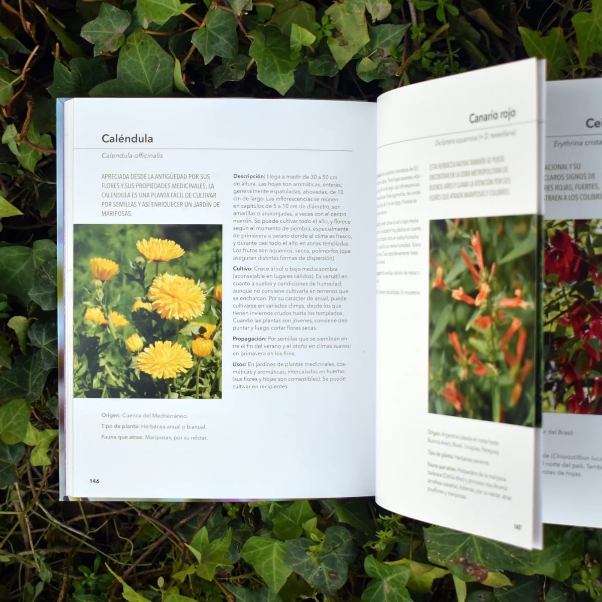 AVES, PLANTAS Y MARIPOSAS. CÓMO ATRAER VISITANTES A NUESTRO JARDÍN3