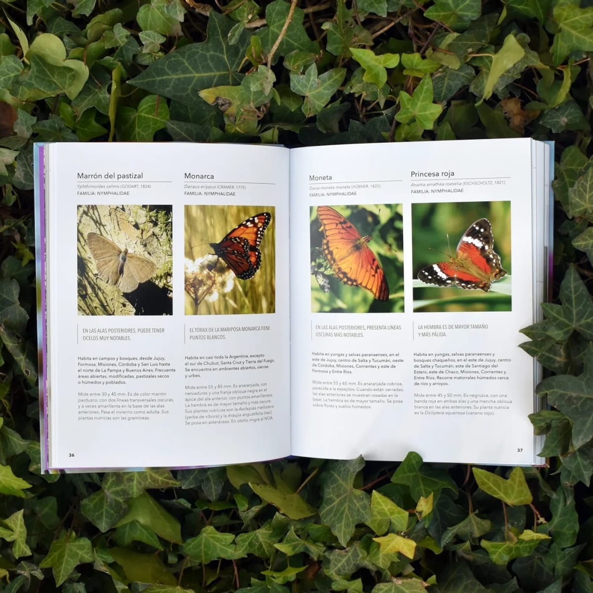 AVES, PLANTAS Y MARIPOSAS. CÓMO ATRAER VISITANTES A NUESTRO JARDÍN4