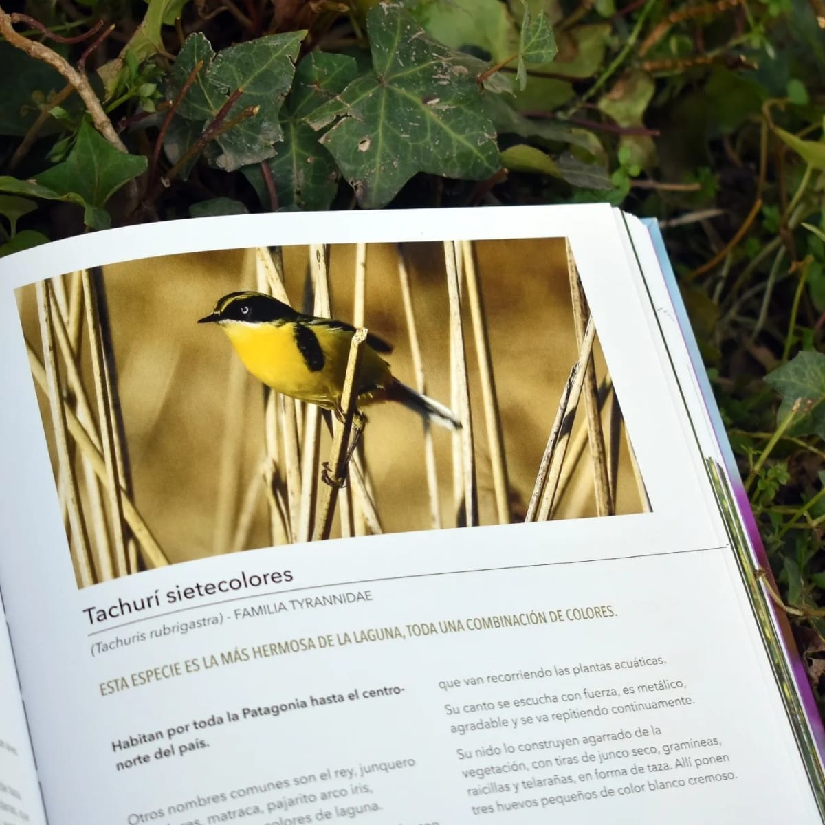 AVES, PLANTAS Y MARIPOSAS. CÓMO ATRAER VISITANTES A NUESTRO JARDÍN5