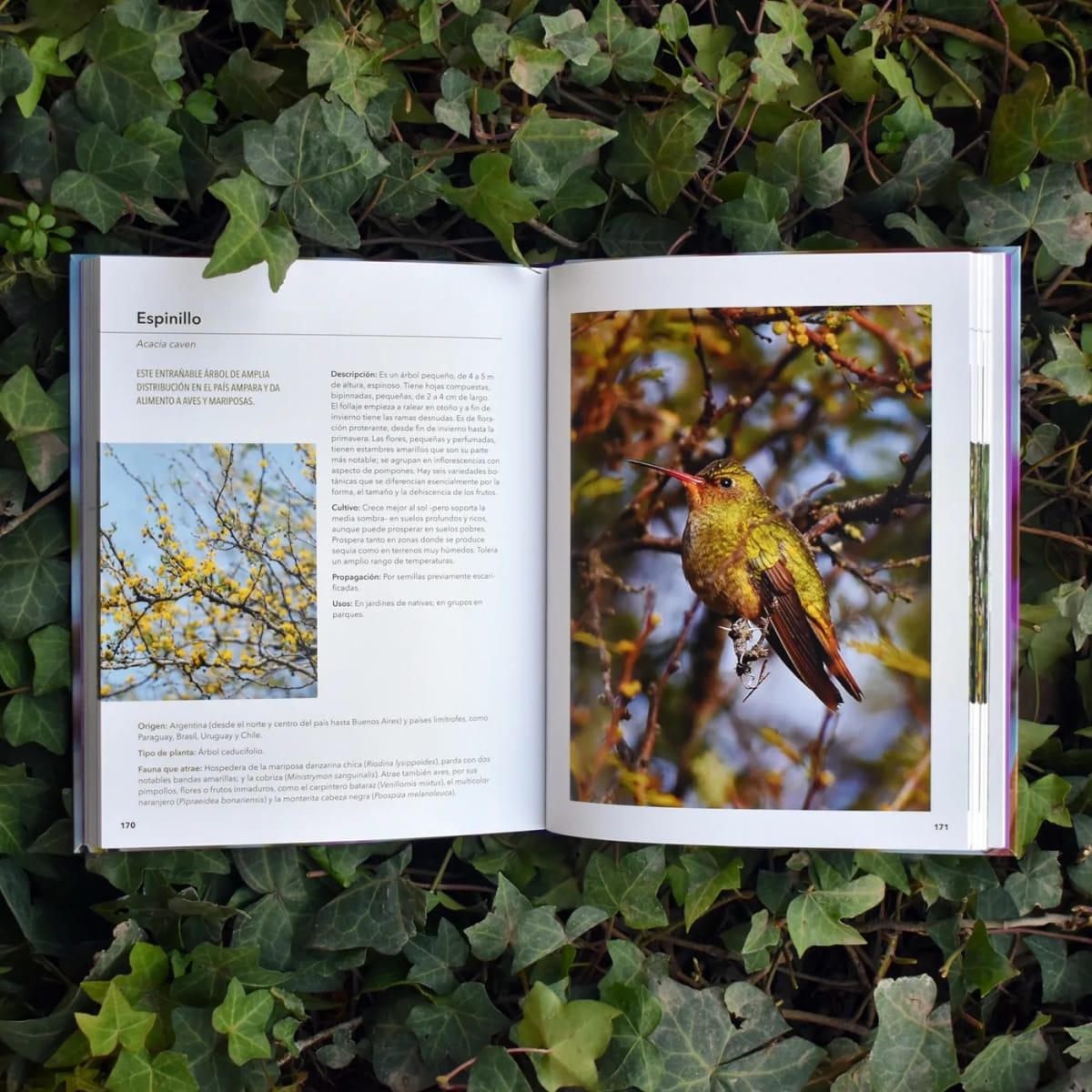 AVES, PLANTAS Y MARIPOSAS. CÓMO ATRAER VISITANTES A NUESTRO JARDÍN2