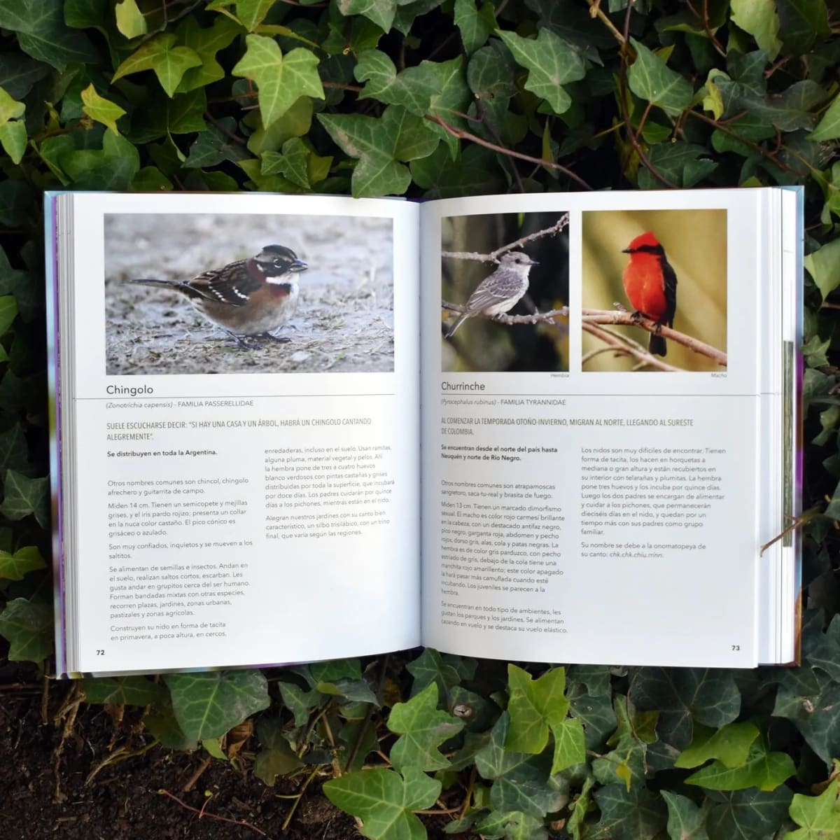 AVES, PLANTAS Y MARIPOSAS. CÓMO ATRAER VISITANTES A NUESTRO JARDÍN6
