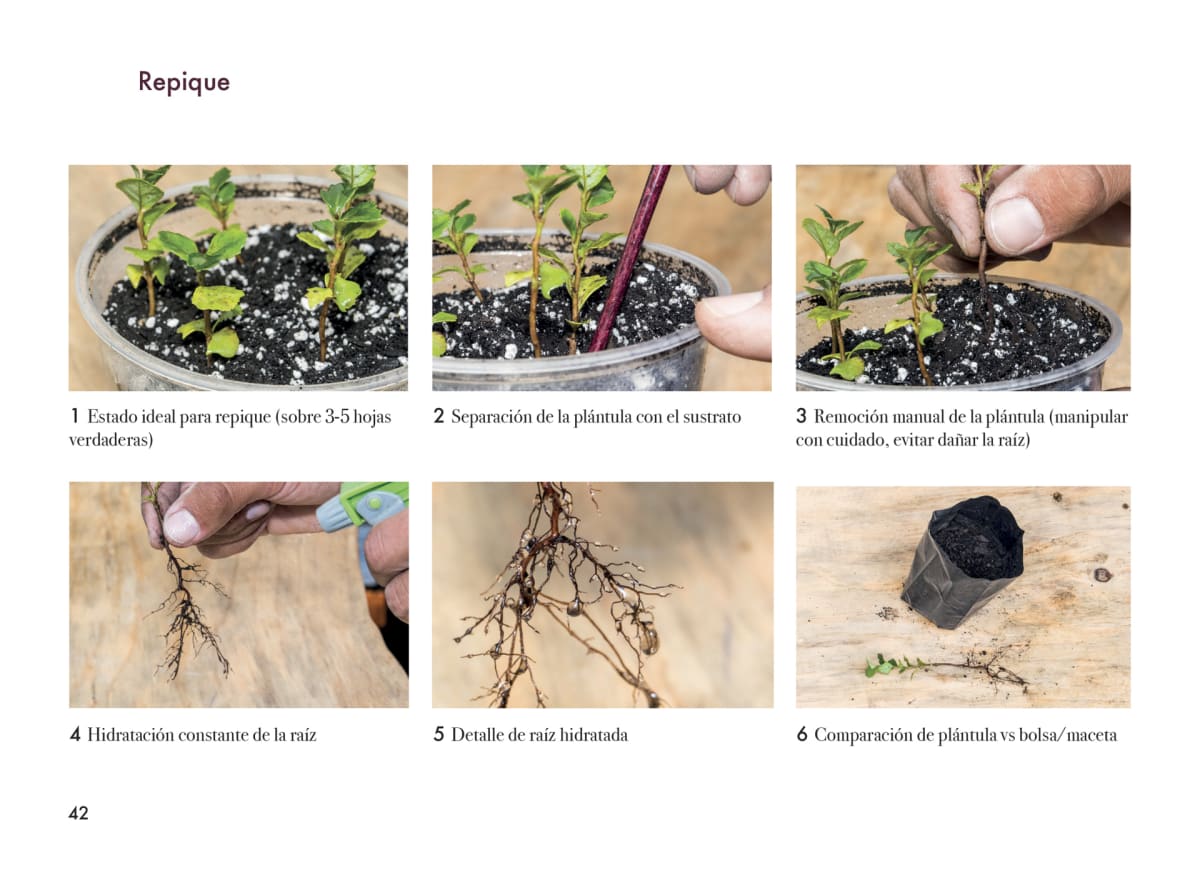 MANUAL DE PROPAGACIÓN DE ÁRBOLES NATIVOS, ZONA CENTRO SUR DE CHILE3