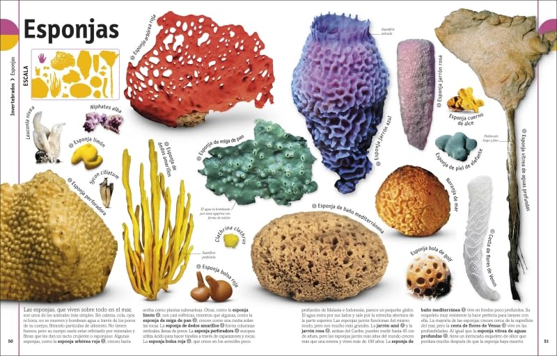 EL LIBRO DE LOS ANIMALES4