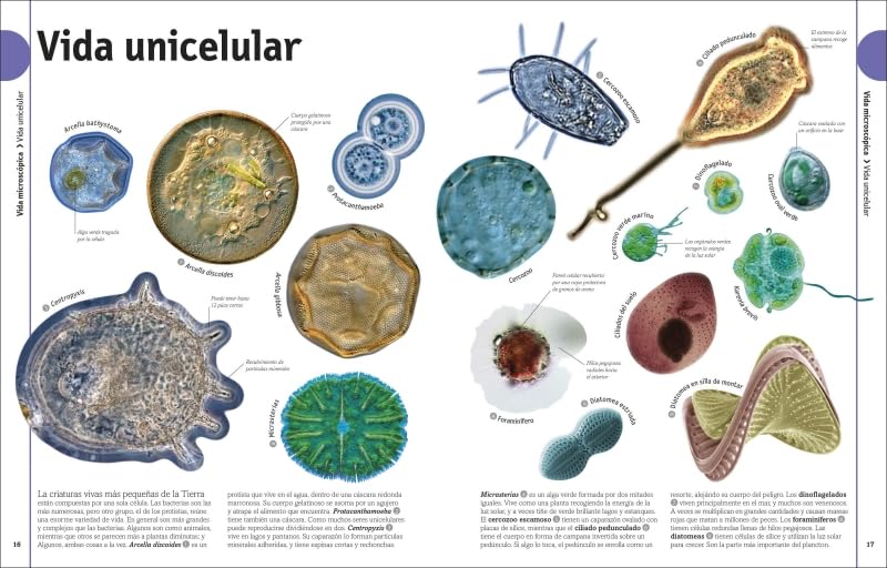 EL LIBRO DE LOS ANIMALES3