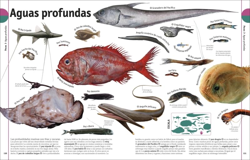 EL LIBRO DE LOS ANIMALES5