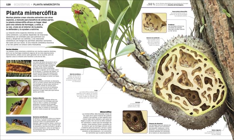 PLANTAS Y HONGOS: EL REINO VEGETAL COMO NUNCA ANTES LO HABÍAS VISTO3