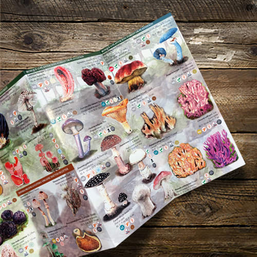 CARTILLA HONGOS FUNGA SUR2