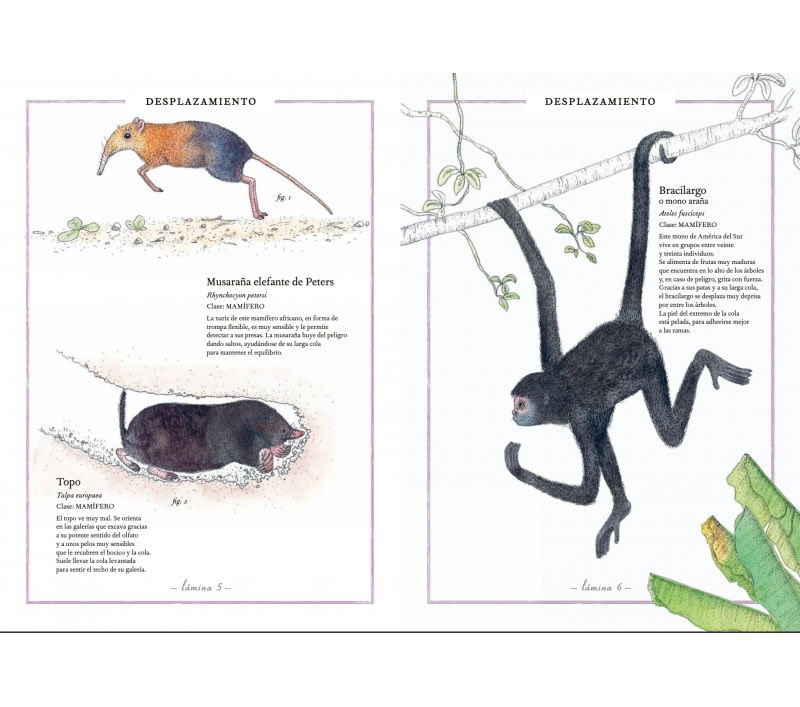 INVENTARIO ILUSTRADO DE ANIMALES1
