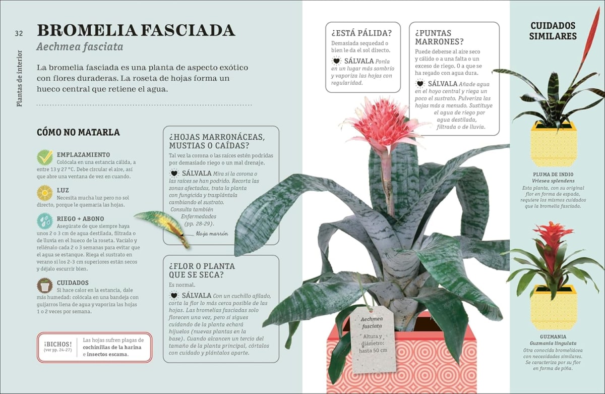 CÓMO NO MATAR TUS PLANTAS5