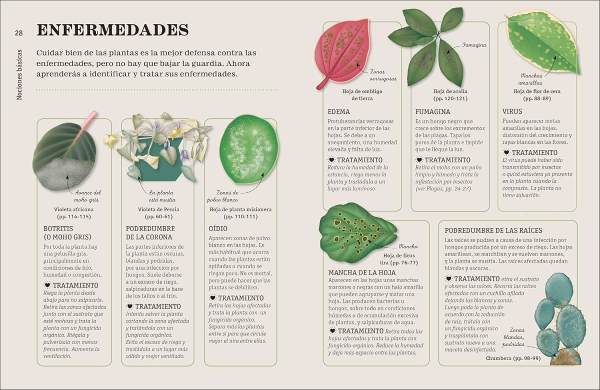 CÓMO NO MATAR TUS PLANTAS4