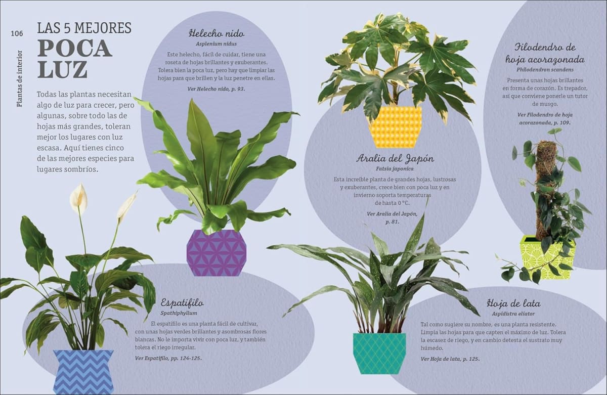 CÓMO NO MATAR TUS PLANTAS7