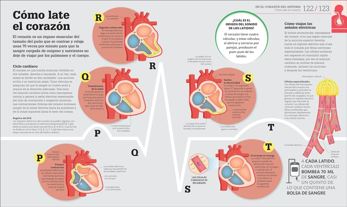 CÓMO FUNCIONA EL CUERPO HUMANO. GUÍA GRÁFICA DE NUESTRO ORGANISMO4
