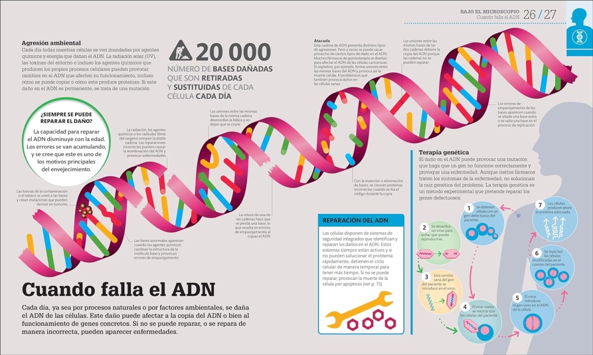 CÓMO FUNCIONA EL CUERPO HUMANO. GUÍA GRÁFICA DE NUESTRO ORGANISMO3