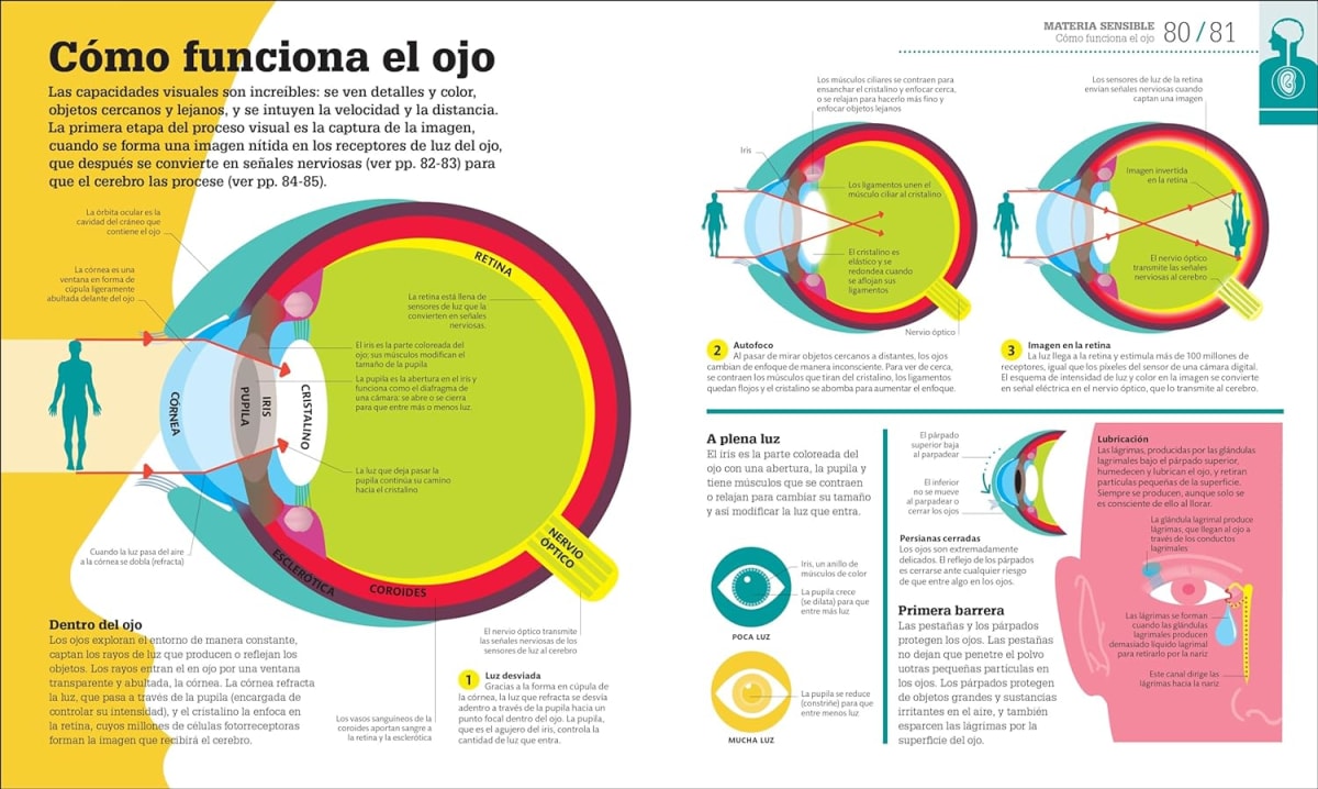 CÓMO FUNCIONA EL CUERPO HUMANO. GUÍA GRÁFICA DE NUESTRO ORGANISMO2