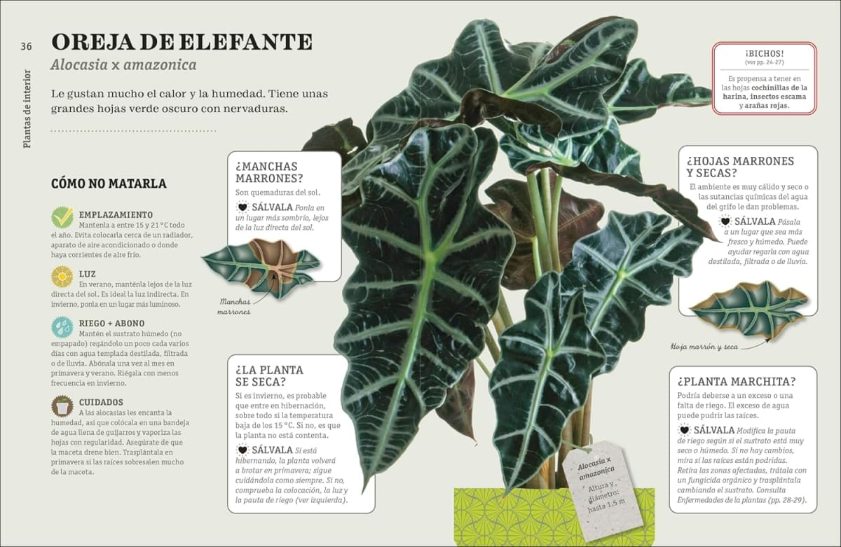 CÓMO NO MATAR TUS PLANTAS6