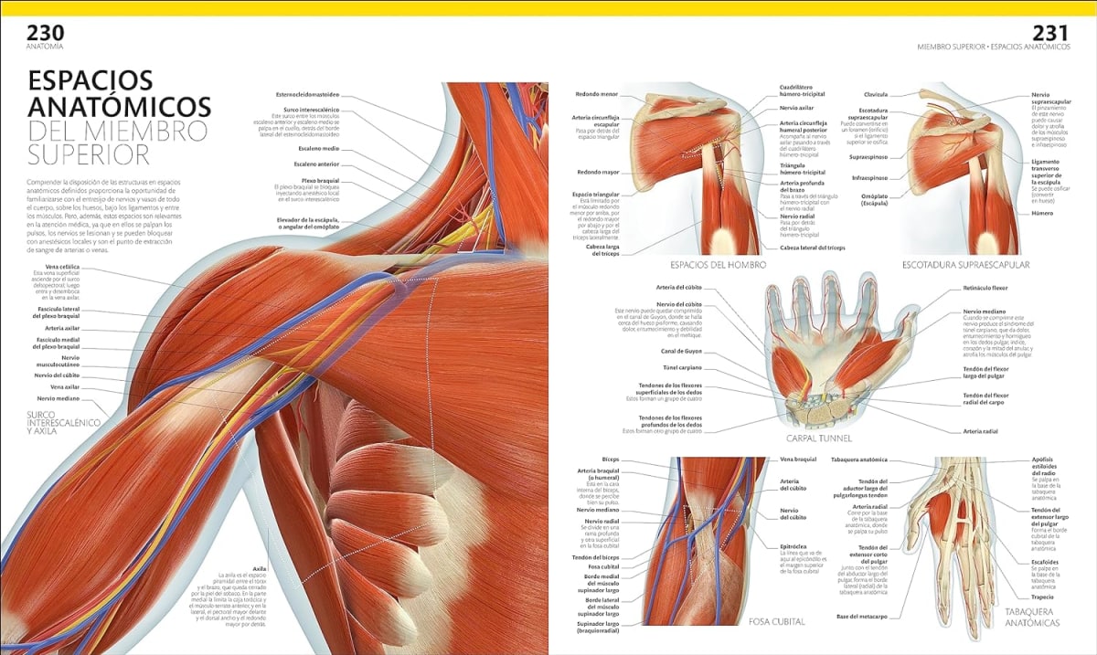 EL GRAN LIBRO DEL CUERPO HUMANO3