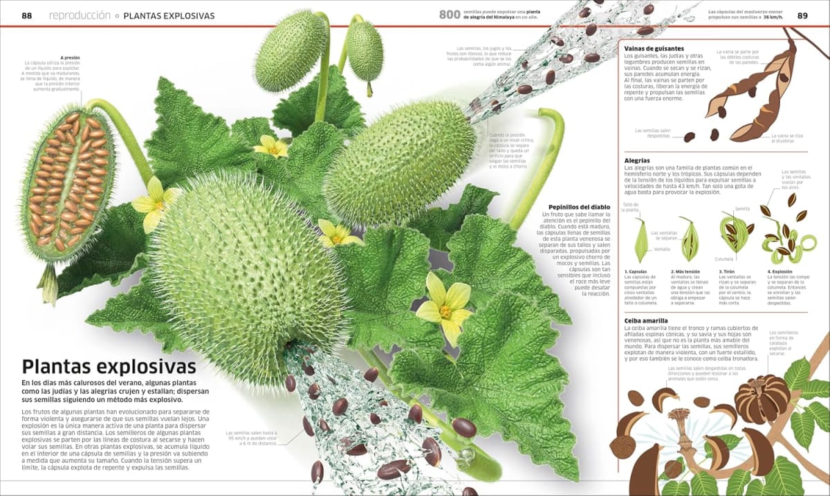 PLANTAS Y HONGOS: EL REINO VEGETAL COMO NUNCA ANTES LO HABÍAS VISTO4