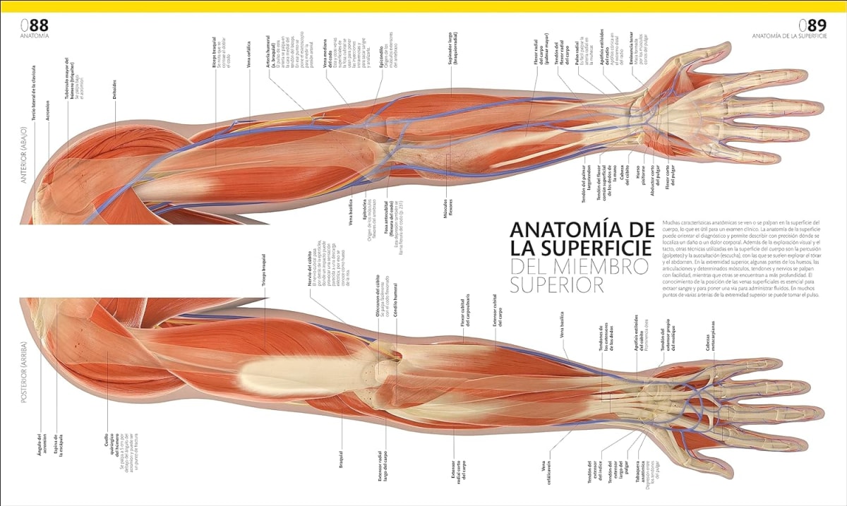 EL GRAN LIBRO DEL CUERPO HUMANO2