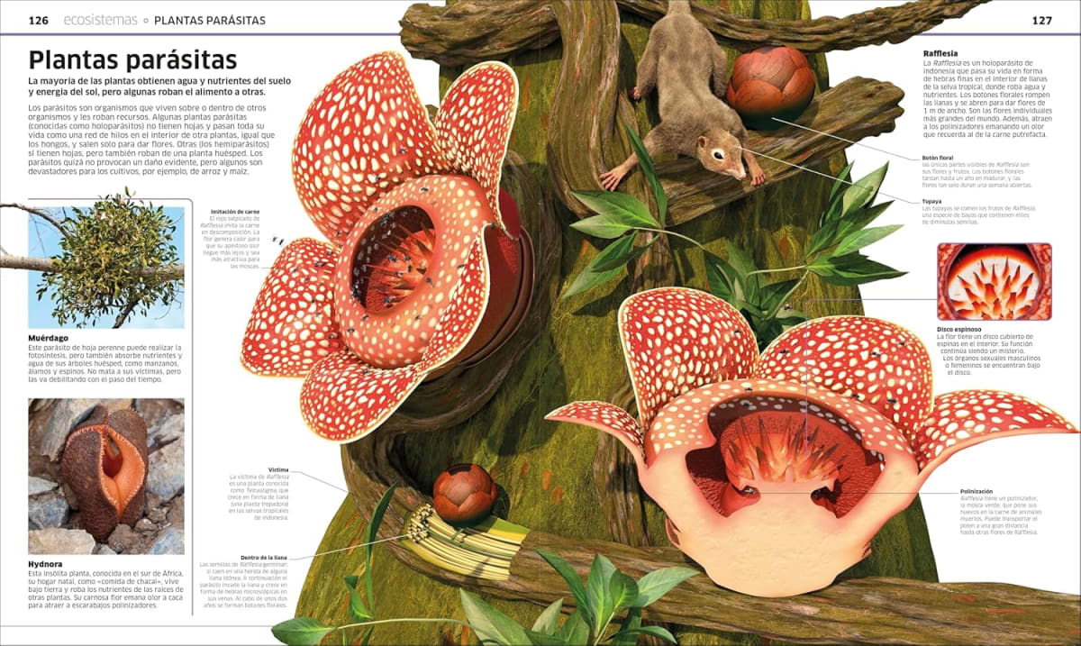 PLANTAS Y HONGOS: EL REINO VEGETAL COMO NUNCA ANTES LO HABÍAS VISTO5