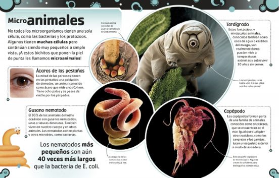 EL LIBRO DE LAS BACTERIAS2