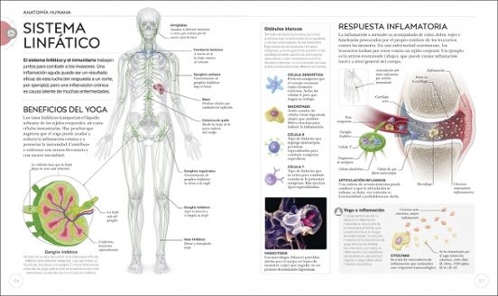 ANATOMIA DEL YOGA: UN ESTUDIO FISIOLÓGICOPOSTURA A POSTURA2