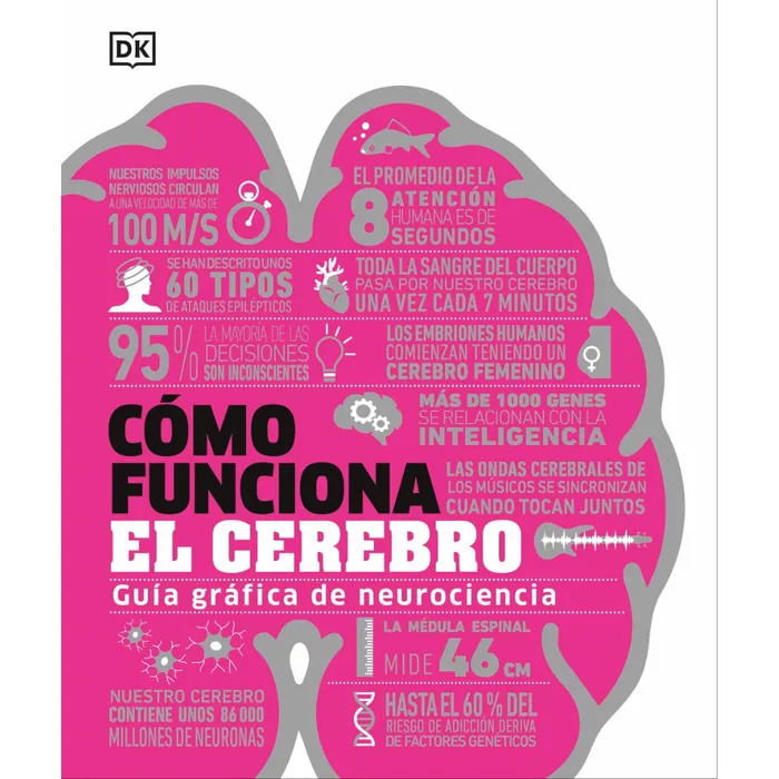 COMO FUNCIONA EL CEREBRO1